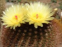 Notocactus vanvlietii R376 Cuchilla de los Once Cerros, Uruguay ©JLcoll.3508.jpg